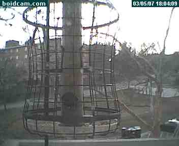 Live bird feed!